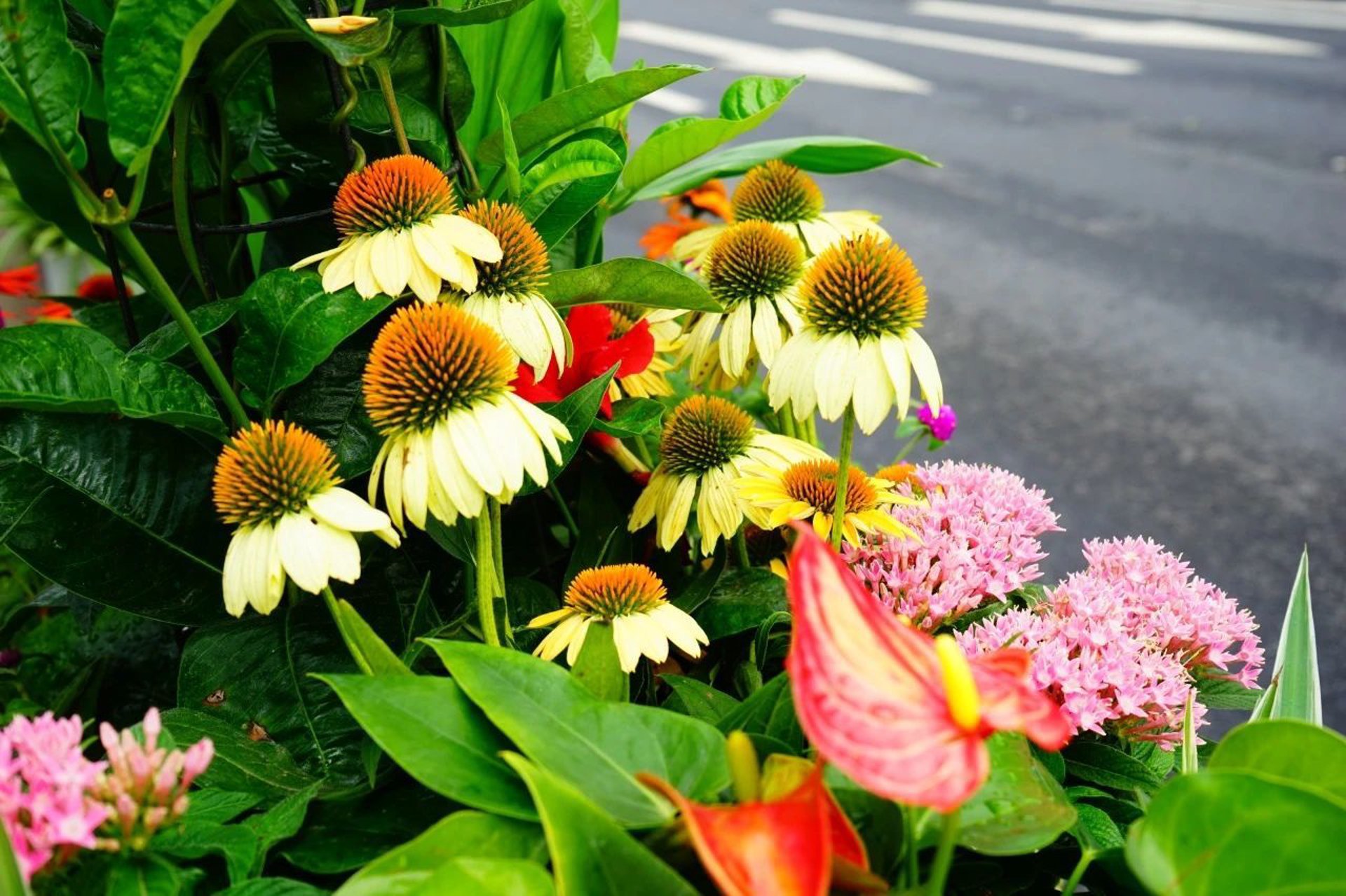 創(chuàng)躍花箱